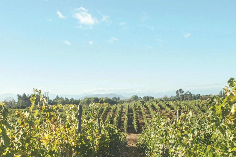 Loteo viñas del maule